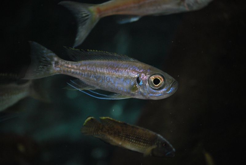 Haplotaxodon trifasciatus 'Burundi'